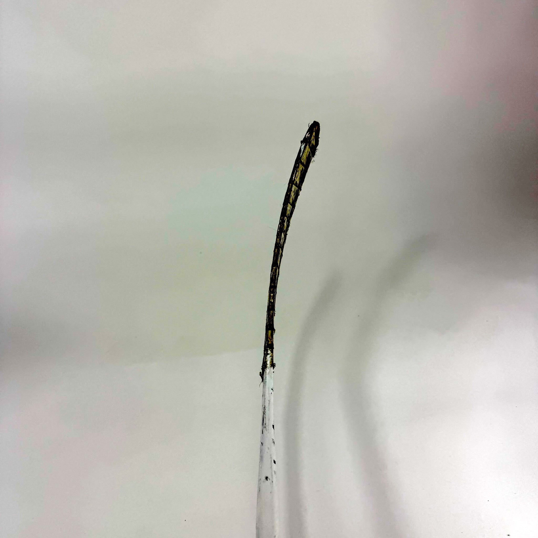 Used Left Warrior Novium 2 SP | 65 Flex W03 Curve Grip | CCM438 - Top Flight Hockey